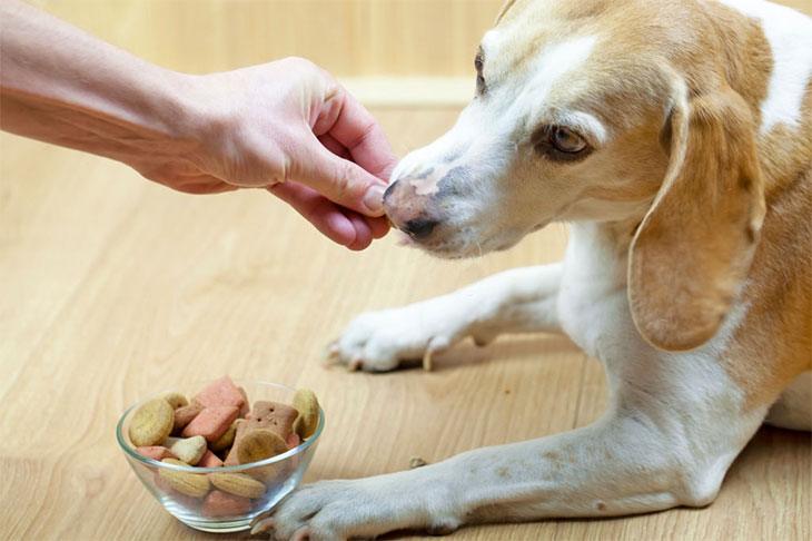 best dry dog food for urinary health